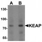 KEAP1 Antibody